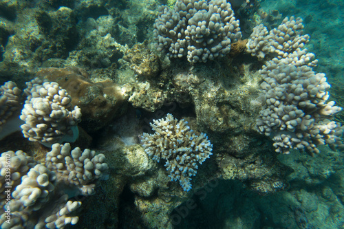 View of the coral reef
