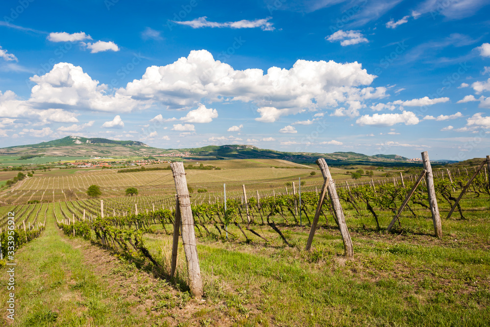 vineyards, Palava, Moravia region, Czech Republic
