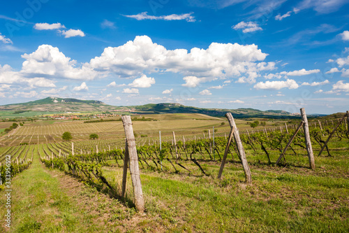 vineyards  Palava  Moravia region  Czech Republic