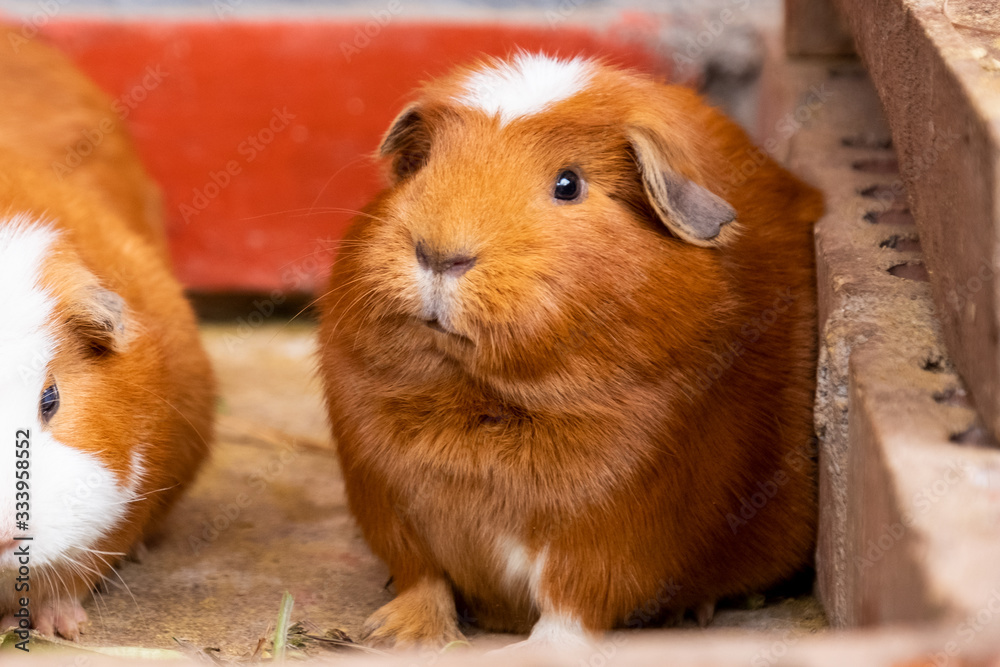 Fototapeta premium Meerschweinchen