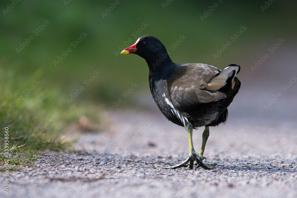 Common Moorhen on the water. Her Latin name is Gallinula chloropus. Common Moorhen on the water. Her Latin name is Gallinula chloropus.