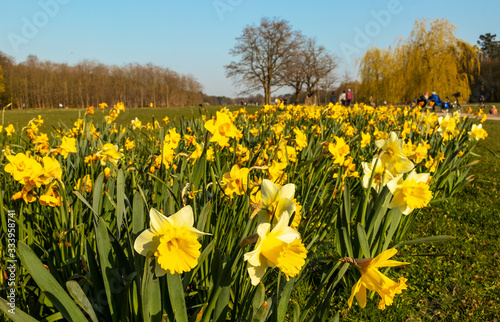 Fototapeta Naklejka Na Ścianę i Meble -  Daffodils and people enjoying first spring sun