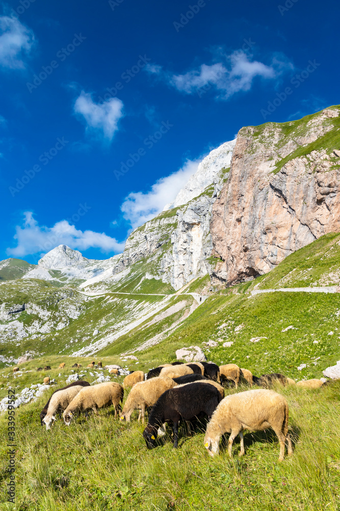 herd of sheep near Mangart, Triglav national park, Slovenia