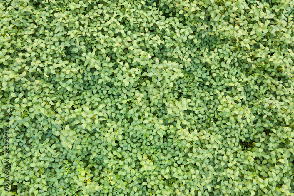 Aerial view of cultivated agricultural soybean field, drone pov top view for harvest concept