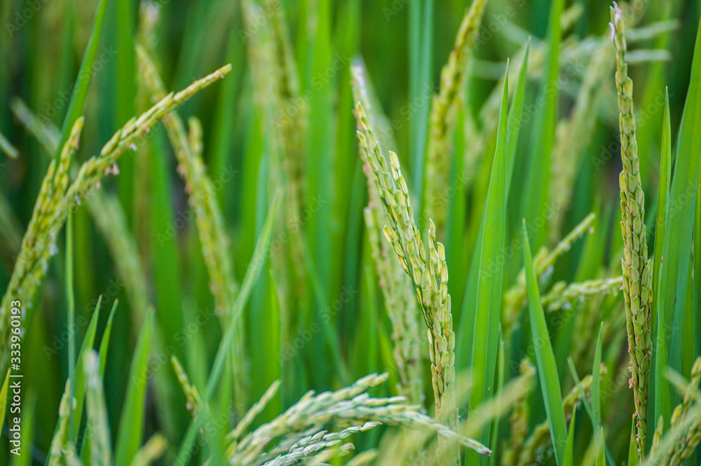 Close up to one ear of rice or ear of paddy, selected focus on field Close up to one ear of rice or ear of paddy, selected focus on field