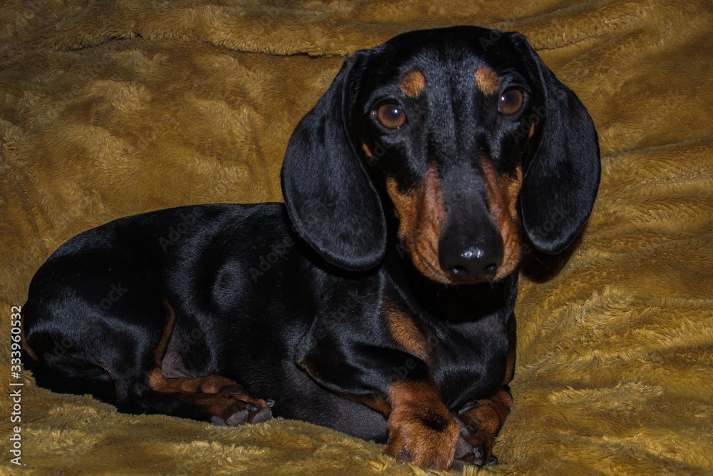 Dachshund dog laying on a fluffy blanket looking toward the camera