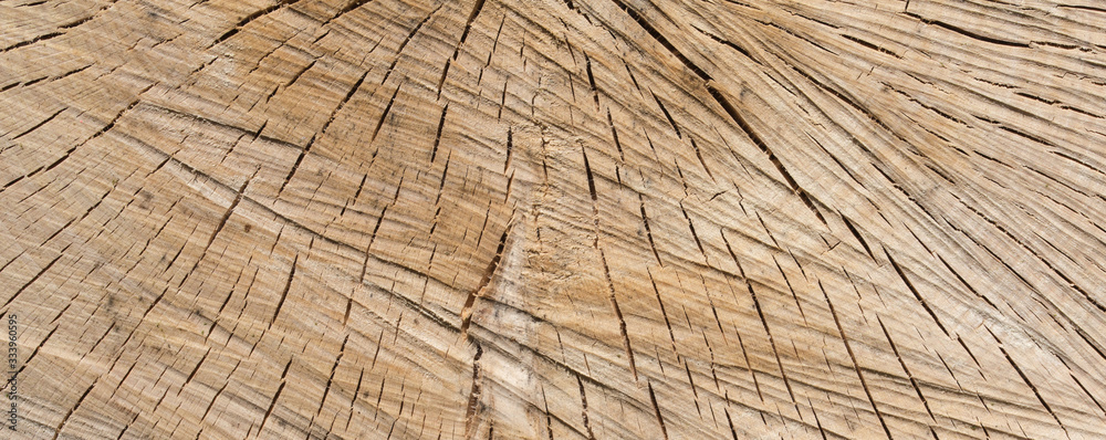 Fototapeta premium Wood texture of cut tree trunk - wooden surface background