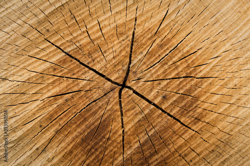 Wood texture of cut tree trunk - wooden surface background