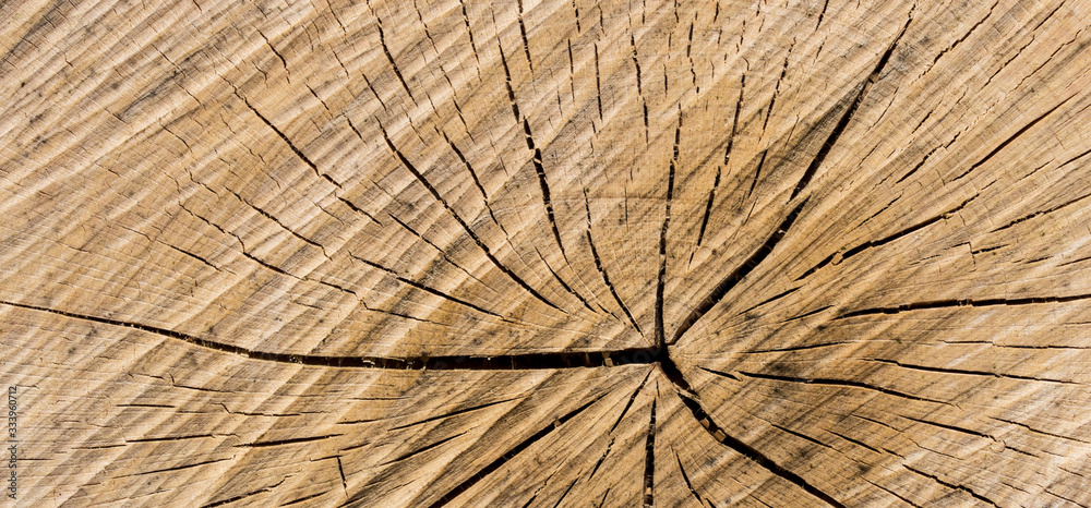 Fototapeta premium Wood texture of cut tree trunk - wooden surface background