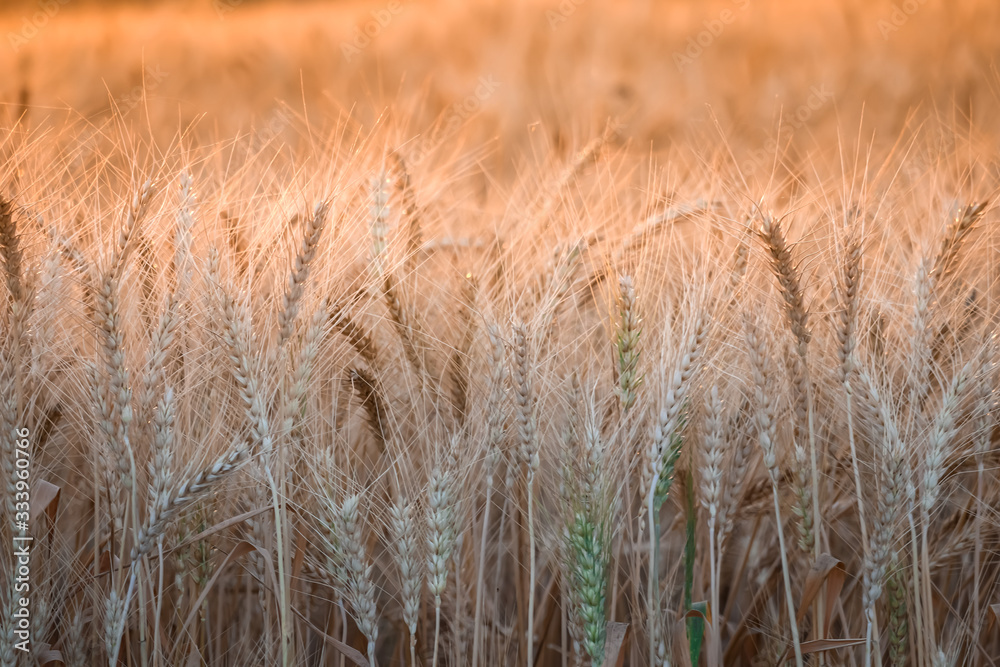 Obraz premium Gold Wheat flied panorama with tree at sunset, rural countryside,Golden Wheat Field at Sunset at a farm in India