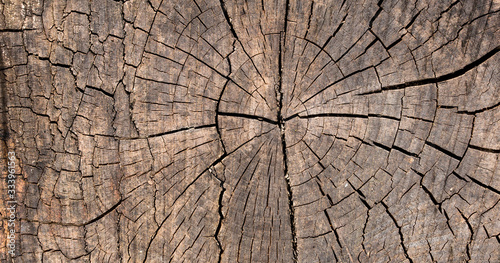 Wood texture of cut tree trunk - wooden surface background