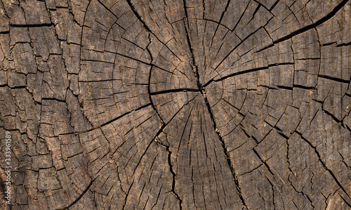 Wood texture of cut tree trunk - wooden surface background