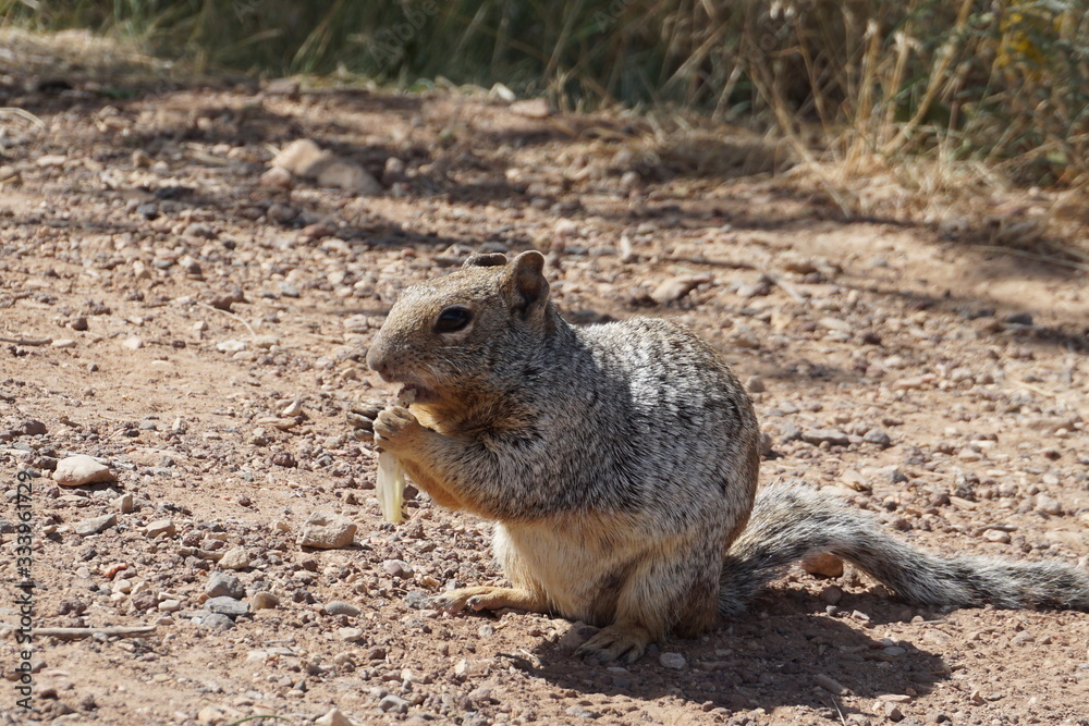 squirrel eating a nut squirrel eating a nut