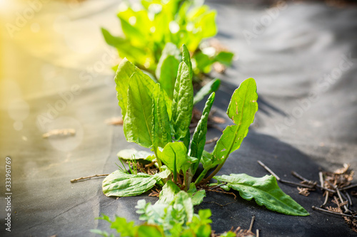 green fresh sorrel grows in agrofiber outdoors photo