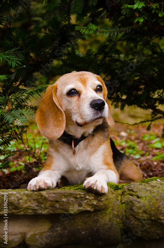 A very beautiful and cute portrait of a purebred cute beagle, tricolor, in the nature