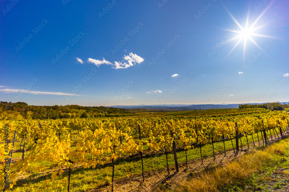 Fototapeta premium autumn vineyard near Langenlois, Lower Austria, Austria