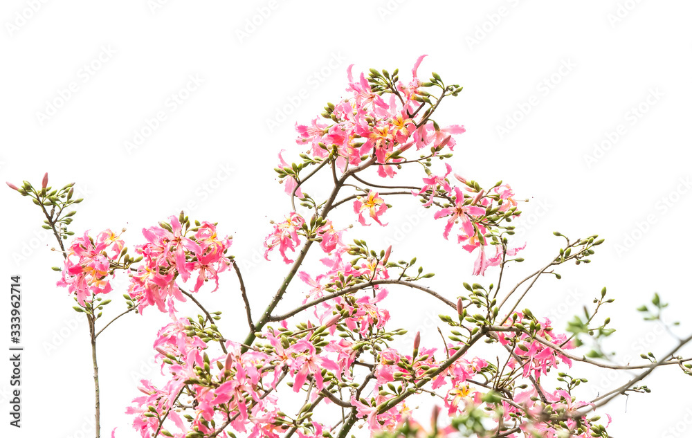 silk floss tree flower isolated on white background silk floss tree flower isolated on white background