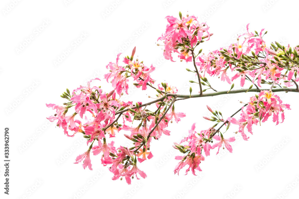 silk floss tree flower isolated on white background