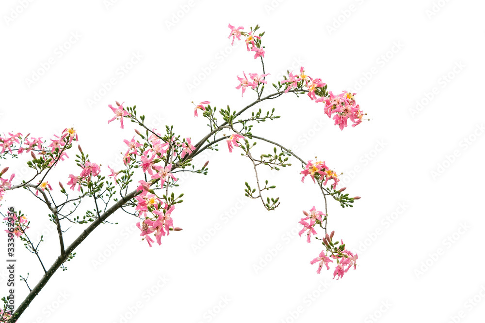 silk floss tree flower isolated on white background silk floss tree flower isolated on white background
