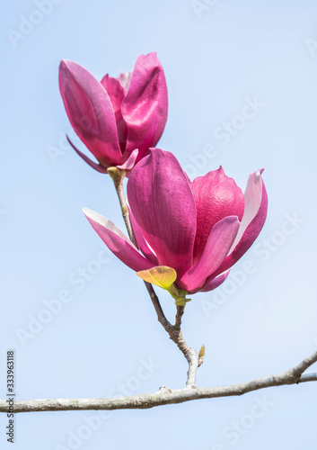 Beautiful magnolia flowers on blue sky. Spring garden