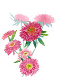  Aster flowers on an isolated background