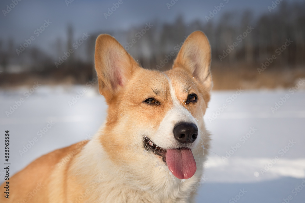 Dog Welsh Corgi Pembroke in winter scenery on a frozen pond