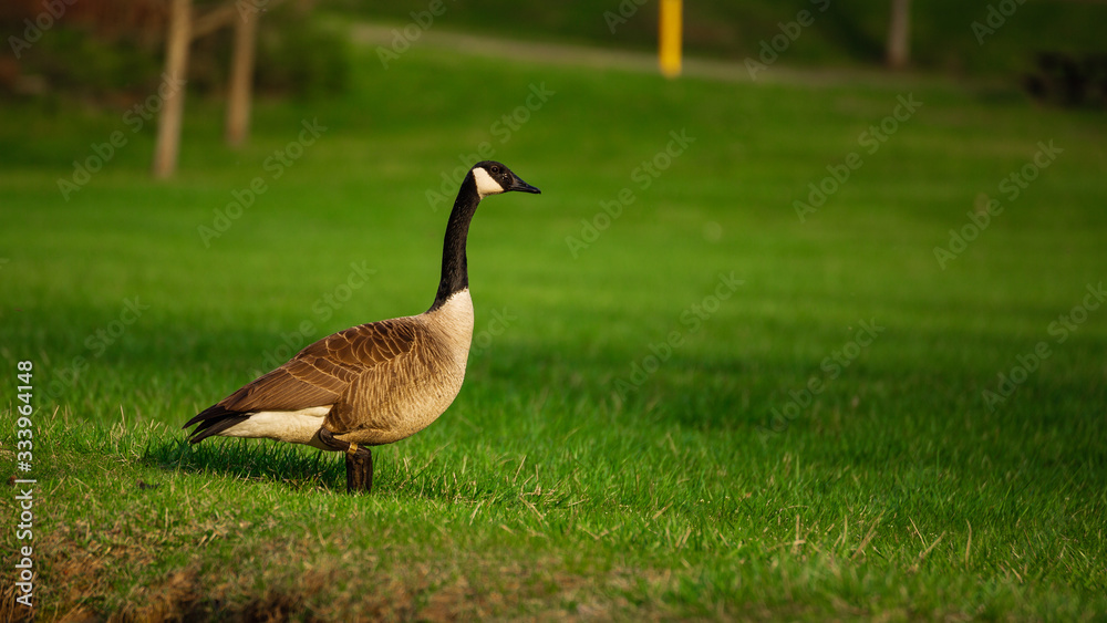 goose on green grass goose on green grass