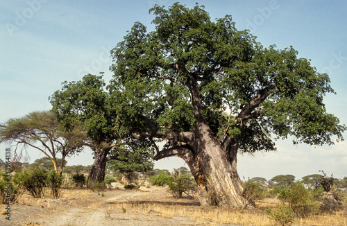 Baobab, adansonia digitata, Tanzanie