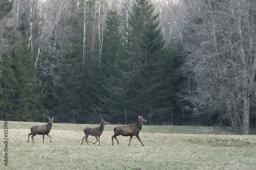 deer family in a national reserve are walking in the field across the forest