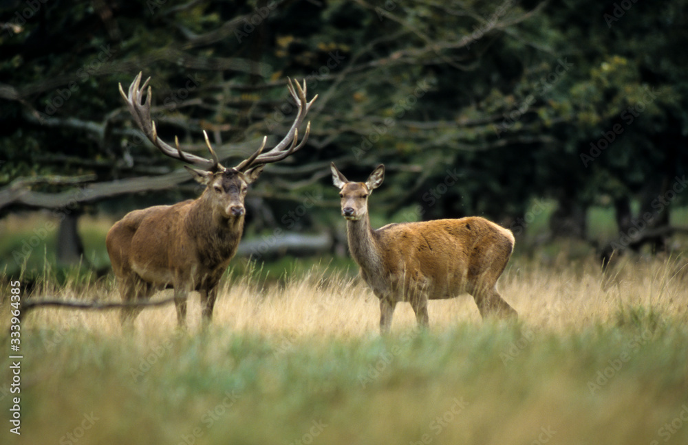 Cerf élaphe, cervus elaphus