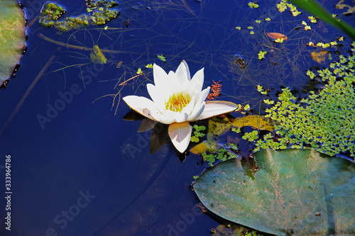 A blooming white Lily surrounded by aquatic vegetation against the dark blue water surface.