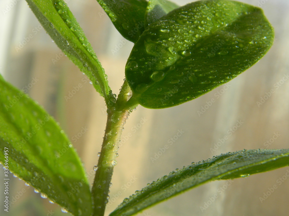 water drops on green leaf water drops on green leaf