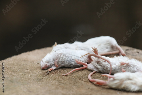 A lot of dead white mouse . Experimental mice . Cruelty to animals © VItaliy