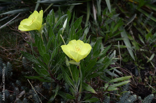 Closeup Oenothera macrocarpa known as bigfruit evening primrose with blurred background in summer garden photo