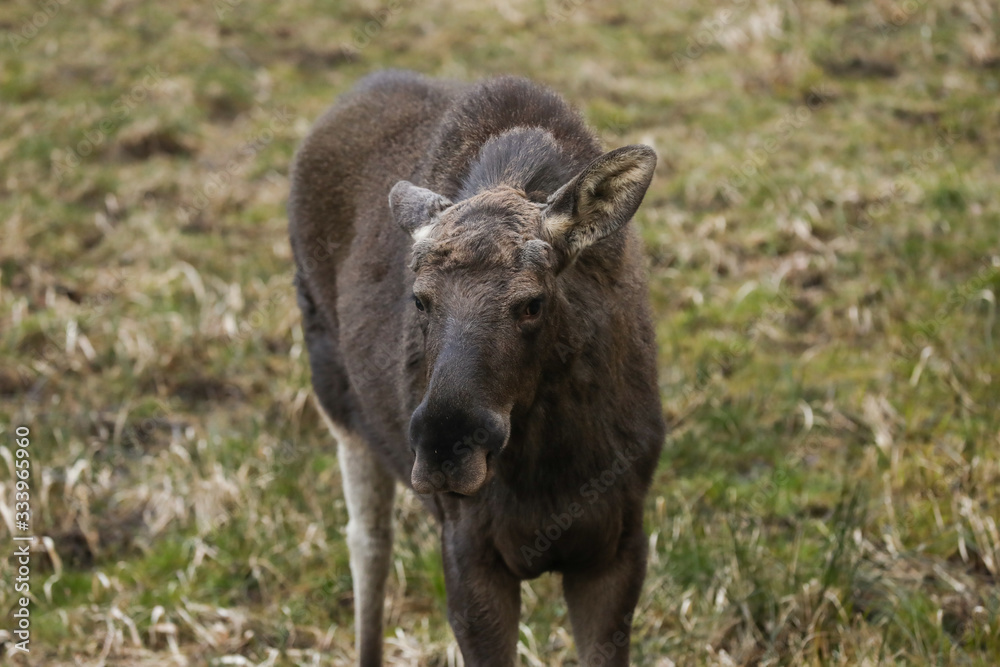 portrait of the brown elk in the forest. Nature reserve. Wildlife portrait of the brown elk in the forest. Nature reserve. Wildlife