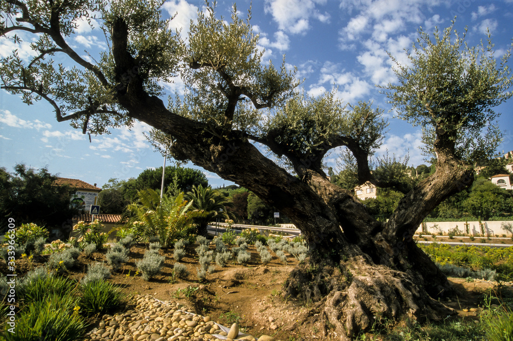 Olivier, Olea europaea, Le Lavandou, 83, Var Olivier, Olea europaea, Le Lavandou, 83, Var