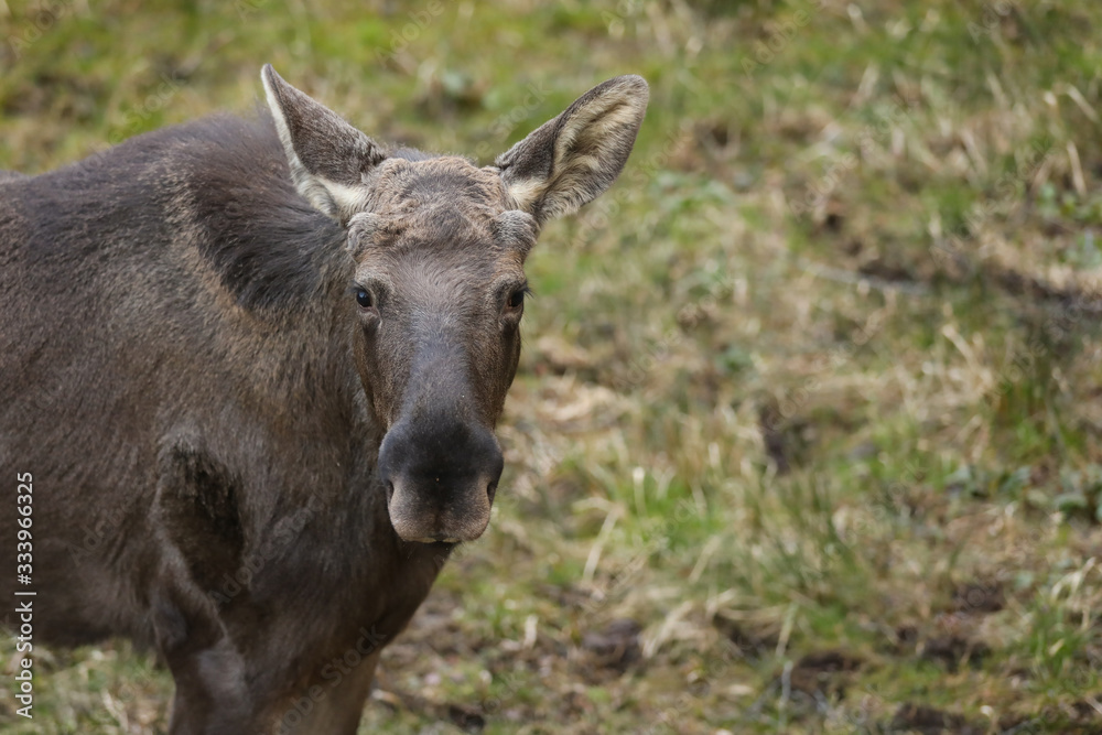 portrait of the brown elk in the forest. Nature reserve. Wildlife