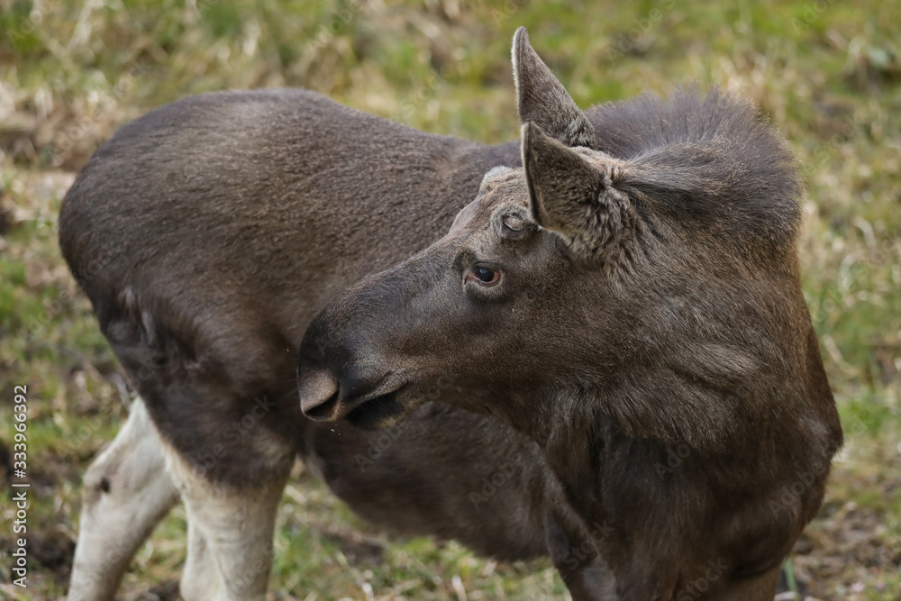portrait of the brown elk in the forest. Nature reserve. Wildlife portrait of the brown elk in the forest. Nature reserve. Wildlife