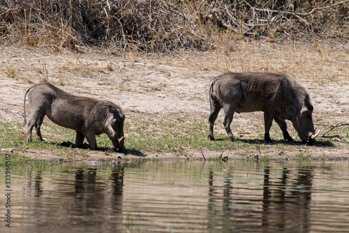 Phacoch  re commun  Phacochoerus africanus  Afrique du Sud