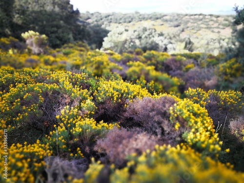 tarde primavera soleada coto encinar