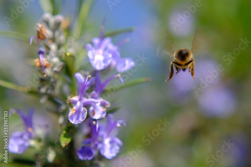 first picking bees in spring © emanuele7100