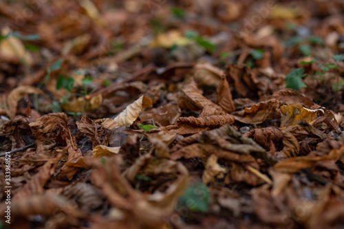 dry yellow leaves on the ground in autumn