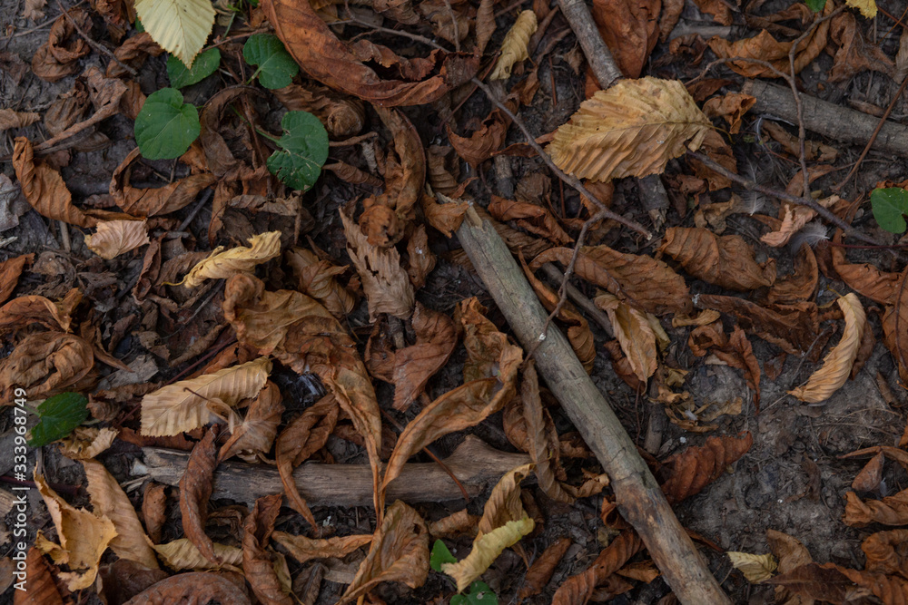 dry yellow leaves on the ground in autumn