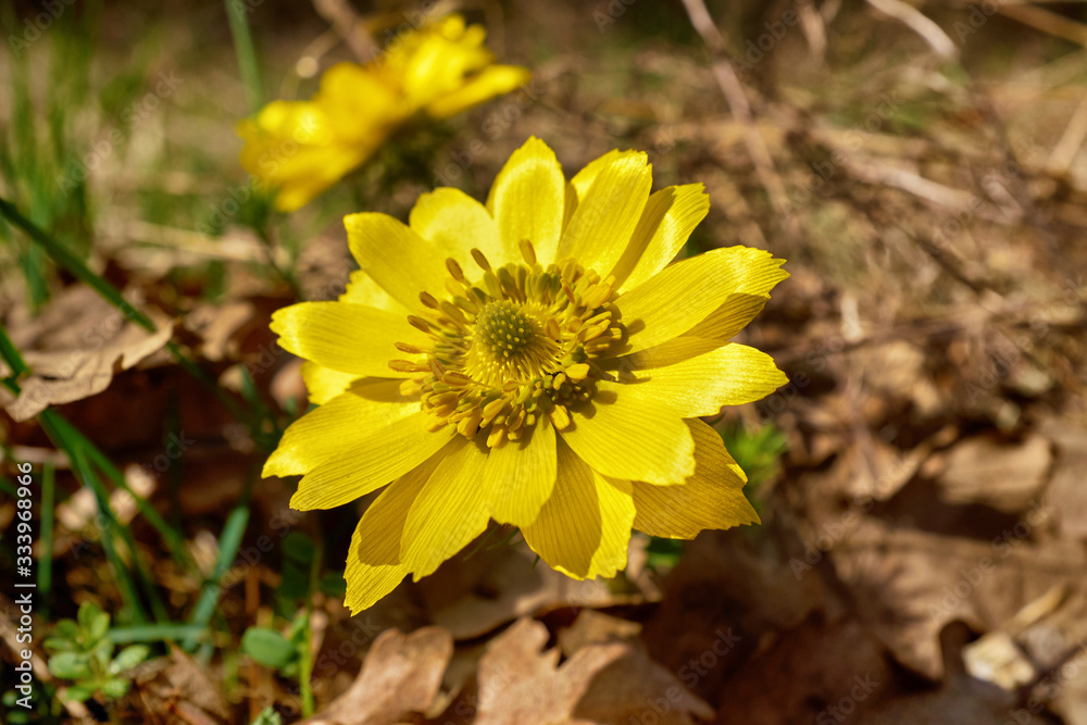 Close up of a pheasant eye yellow spring flower (Adonis Versalis) Close up of a pheasant eye yellow spring flower (Adonis Versalis)