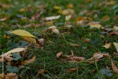dry yellow leaves on the ground in autumn