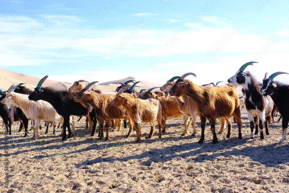 A herd of goats grazes on the border of the sandy desert