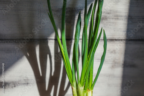 Fototapeta Naklejka Na Ścianę i Meble -  Growing green onions from an old bulb in early spring. Household. Feathers of green onions on a black and white background in the rays of sunlight.