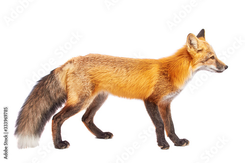 fox isolated on white background