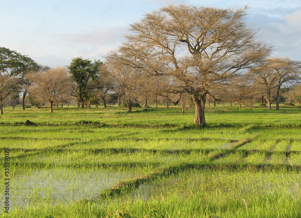 A landscape near of Diouloulou with rice crops in the region of Casamance, Senegal A landscape near of Diouloulou with rice crops in the region of Casamance, Senegal