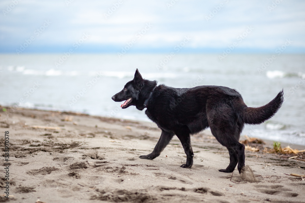 German Black Shepherd on the sandy beatch of Black Sea German Black Shepherd on the sandy beatch of Black Sea
